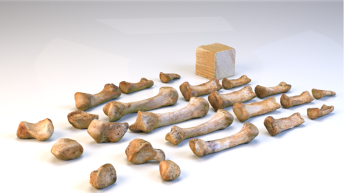 In diesem Bild sind 3D-Modelle der Knochen einer ganzen Hand abgebildet, die alle in einer Runde gescannt wurden.