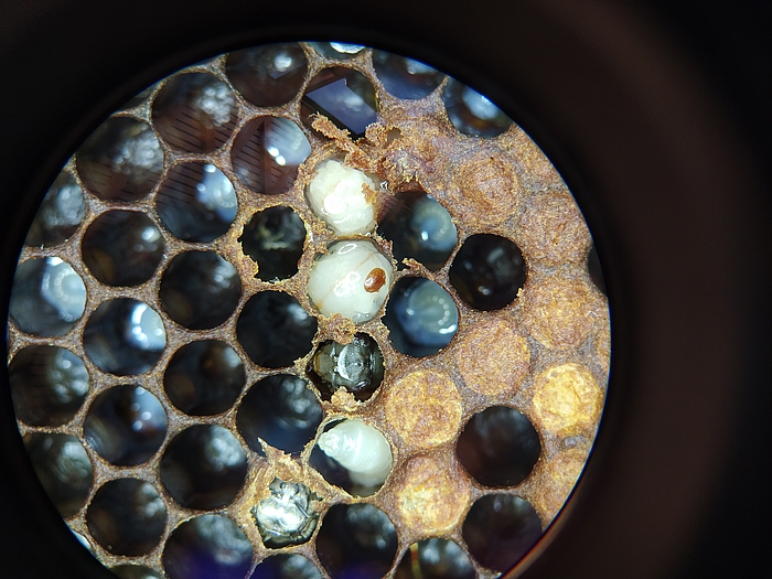 Bienenwaben mit Milbenbefall
