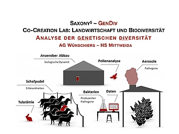 Analyse der genetischen Diversität als graphische Darstellung