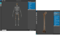 Bildschirmansicht eines Programmes mit einem digitalisierten Skelett und einzeln analysiertem Knochen