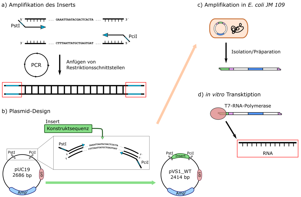 Abbildung 2: Arbeitsschritte der RNA-Produktionslinie. a) Vervielfältigung des Inserts als DNA. b) Design des Plasmids, insbesondere mit den Schnitt- und Ligationsstellen, als DNA. c) Vervielfältigung des neuen Plasmids in E. coli als DNA. d) Linearisie Schemazeichnung