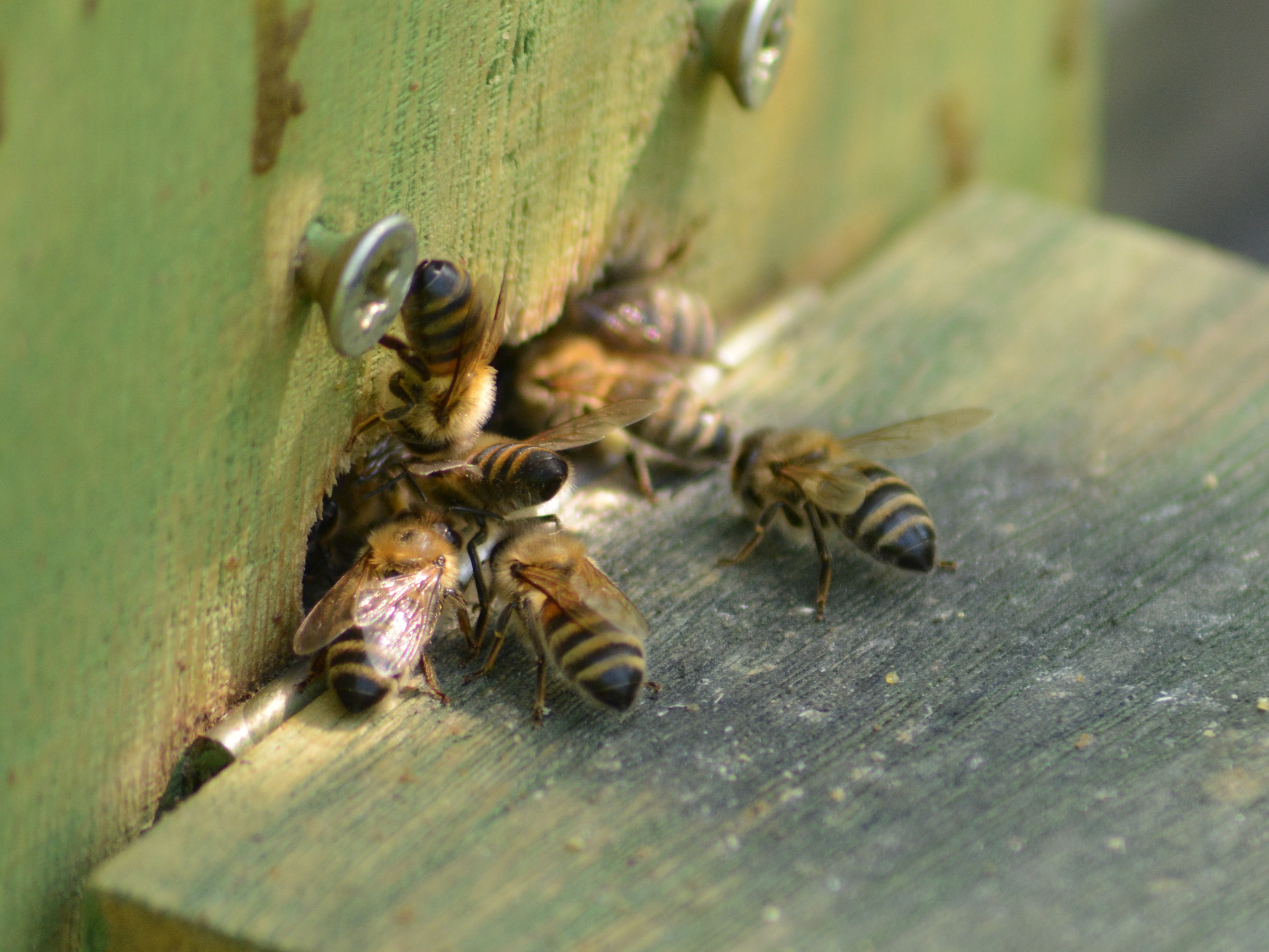 Honigbienen (Apis mellifera) vor dem Eingang eines Bienenschaukastens