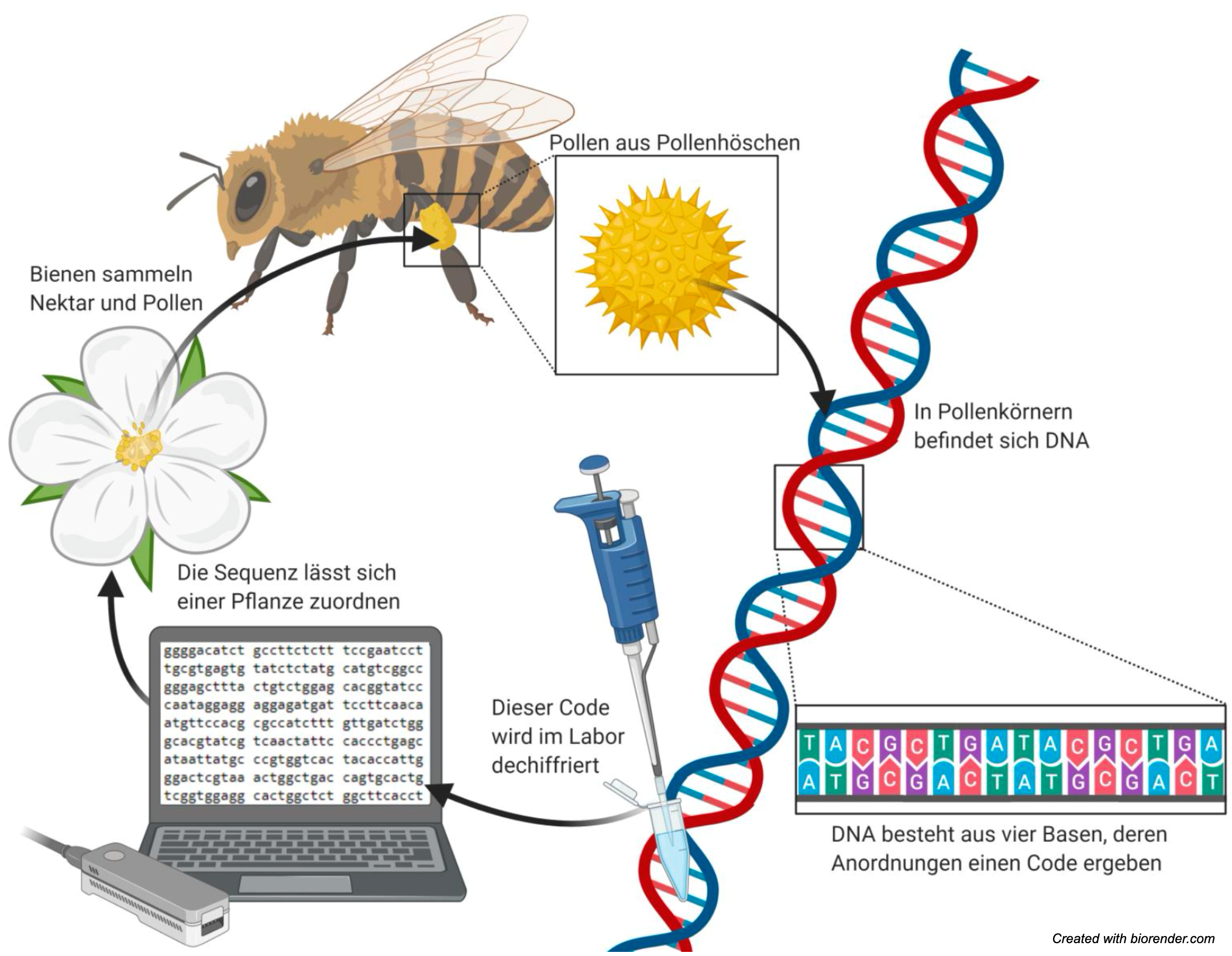 Vortrag Prudnikow: Pollen-DNA-Sequenzierung zur Analyse des Sammelverhaltens von Honigbienen und Hummeln.