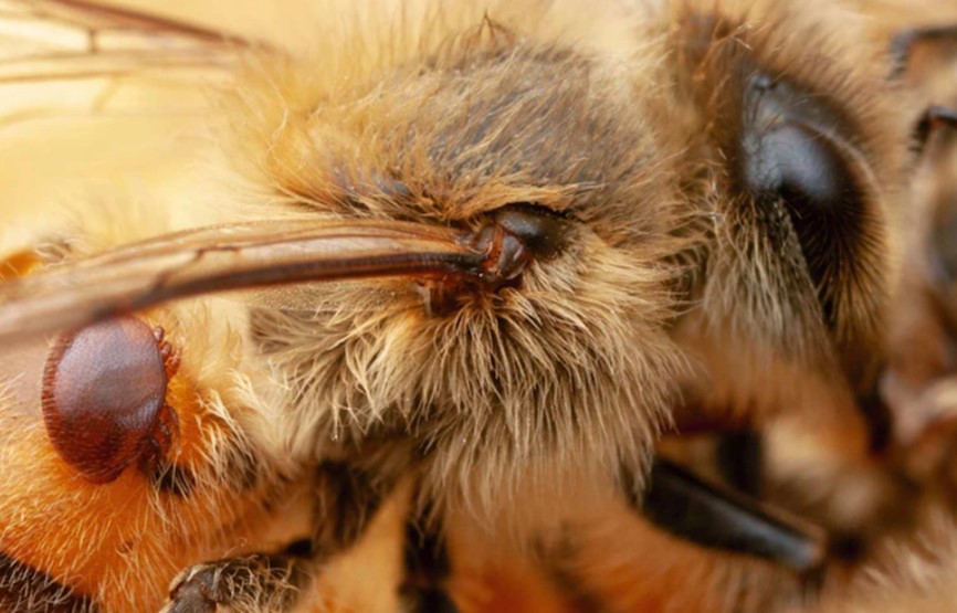 Detailaufnahme einer von Milben befallenen Biene
