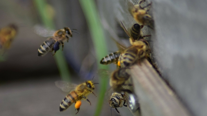 Bienen mit Pollenhöschen an einer Wand