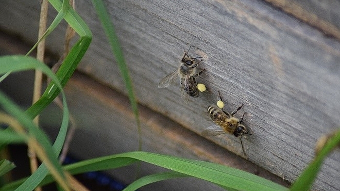 Zwei Bienen mit Pollenhöschen auf einem Holzuntergrund