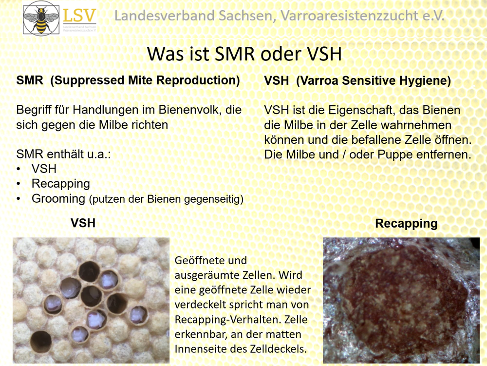 Übersicht über Varroa-Resistenzmechanismen, die bei Bienen auftreten können (SMR, VSH und Recapping)